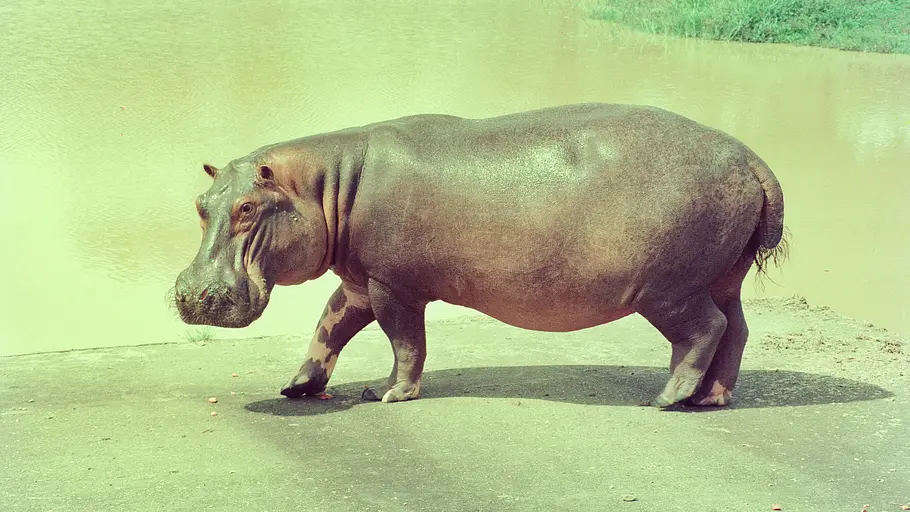 die hippos sind los - pablo escobars erbe