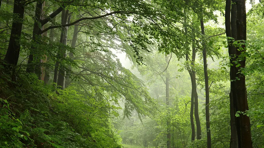 wald, leben, zukunft