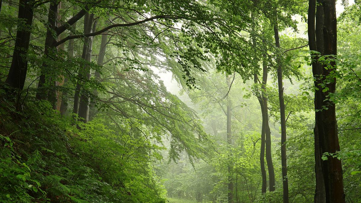 tausend moore, hundert seen und ein wald - naturwunder schorfheide