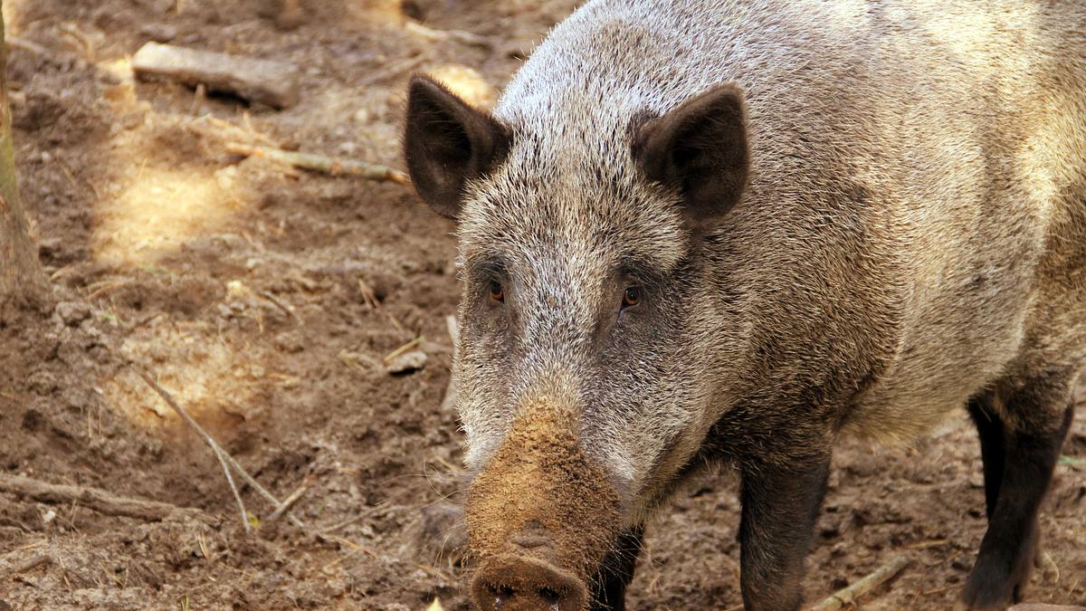 tierische eroberer