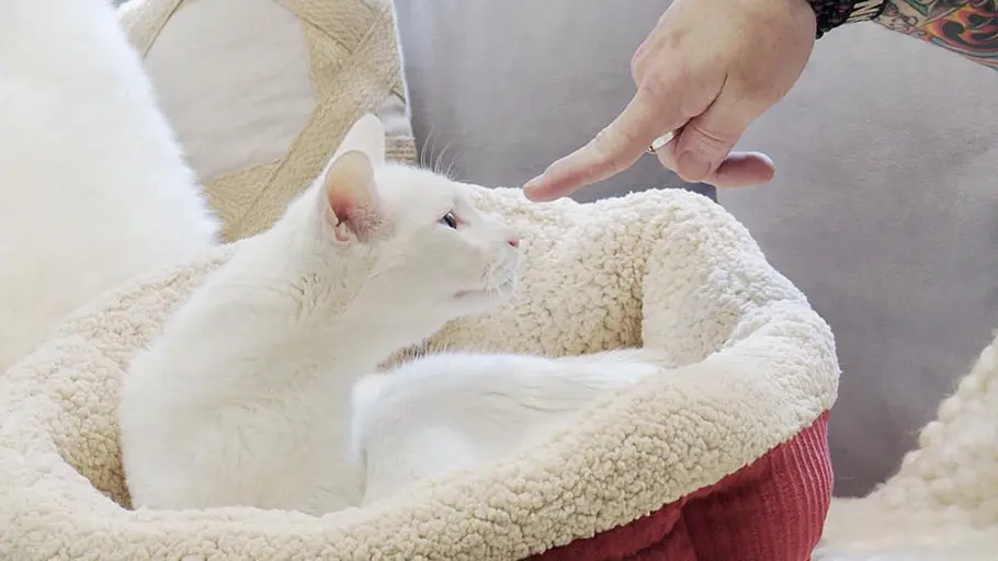 der katzenflüsterer