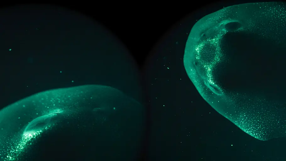 die verrückte welt der amphibien