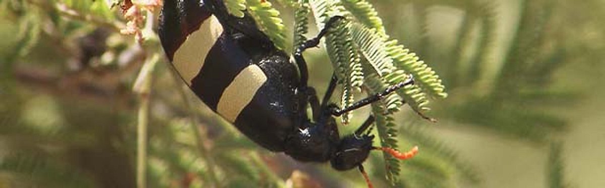 Das Waisenhaus für wilde Tiere - Abenteuer Afrika das waisenhaus für wilde tiere - abenteuer afrika