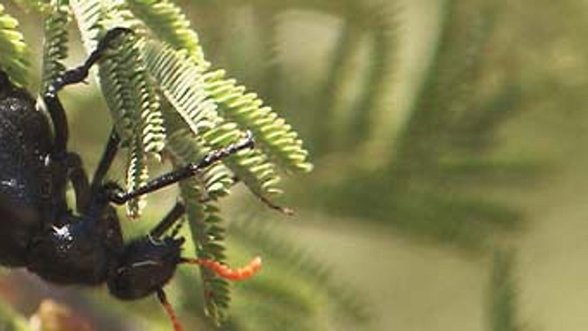 das waisenhaus für wilde tiere - abenteuer afrika