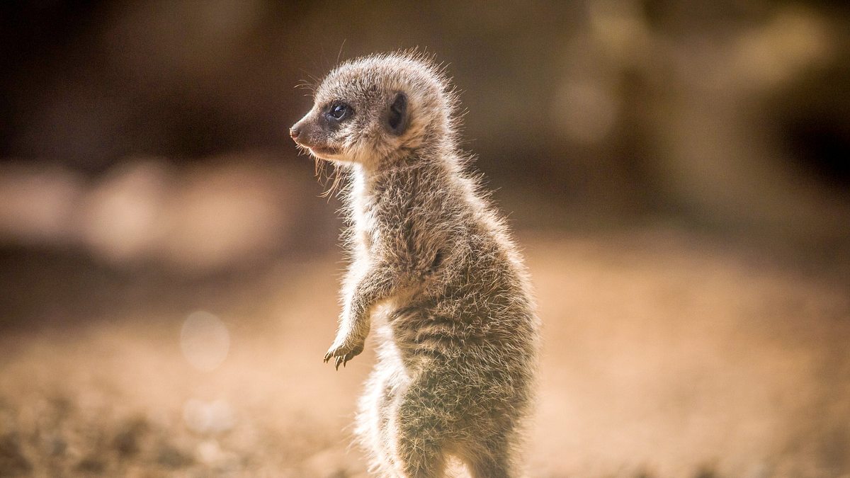 zoo und so - tierisch wild!