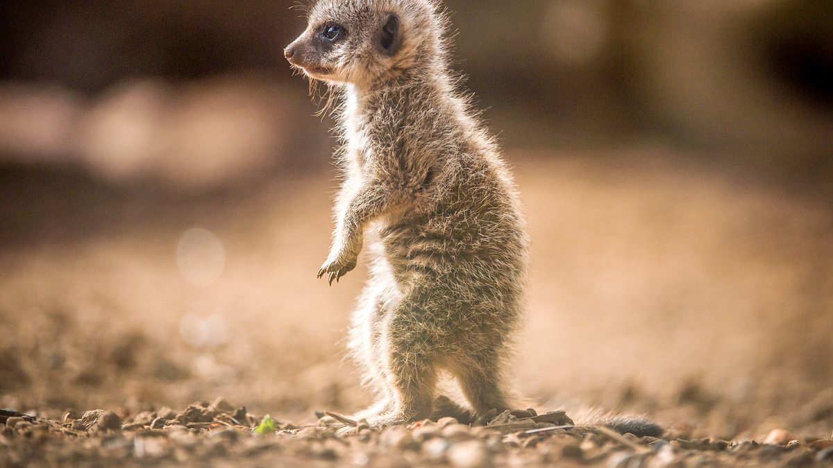 zoo und so - tierisch wild!