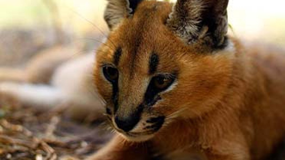 das waisenhaus für wilde tiere - abenteuer afrika