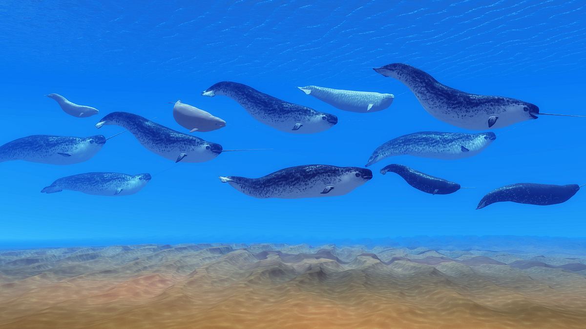 animal mysteries - unglaubliches tierverhalten