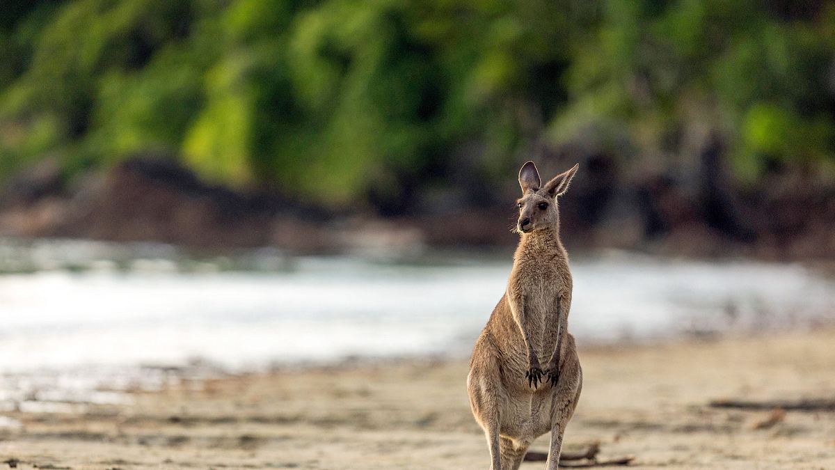australiens wilde ...