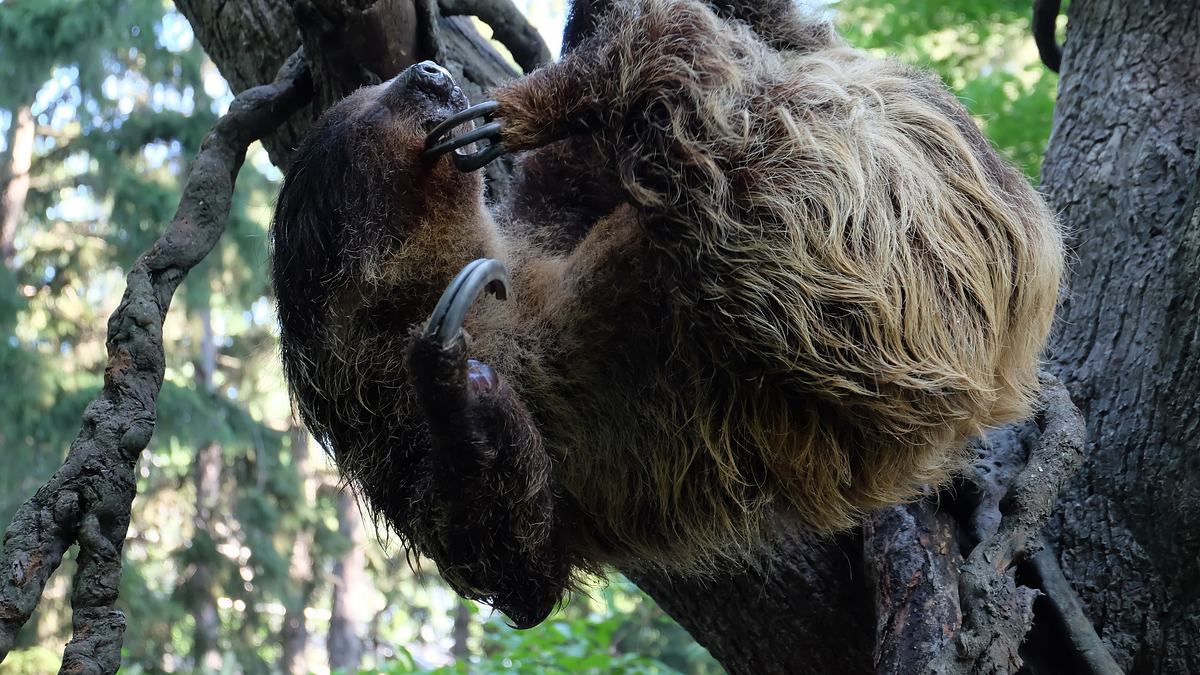 bronx zoo - tierpark der superlative