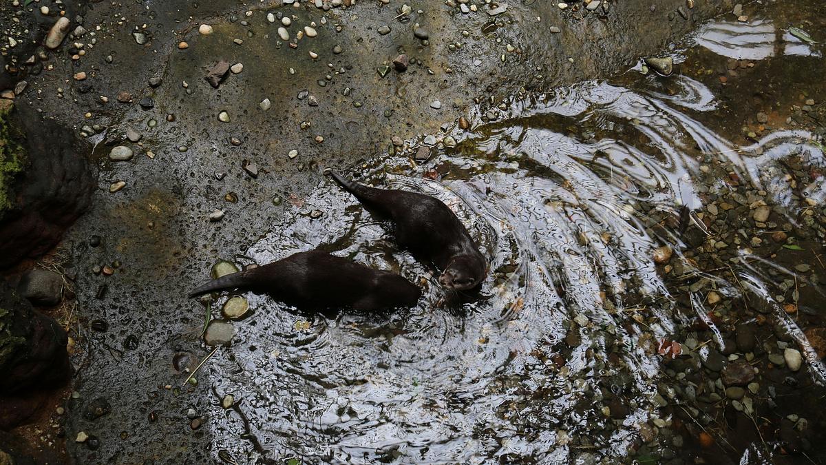 bronx zoo - tierpark der superlative