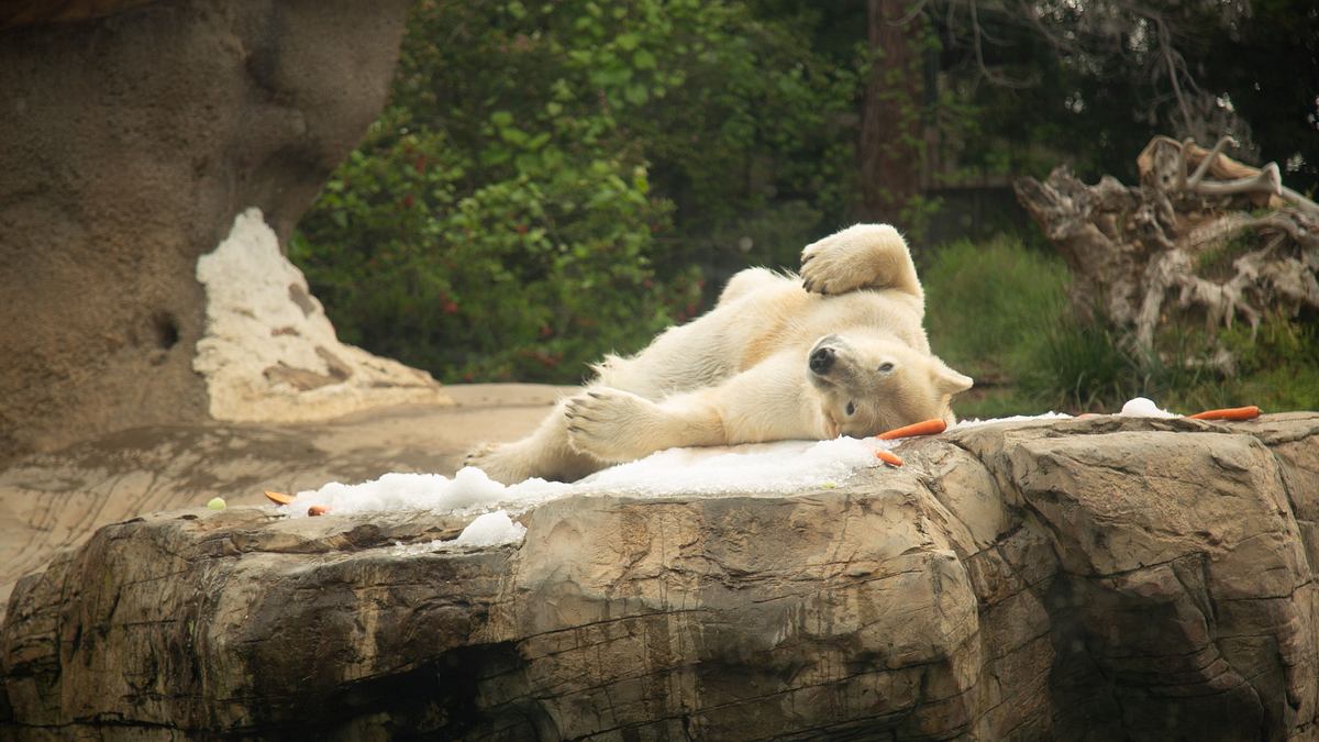 san diego zoo