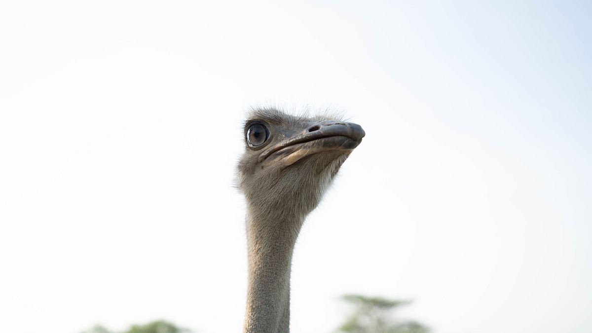 Afrikas wilde Wunderwelt afrikas wilde wunderwelt