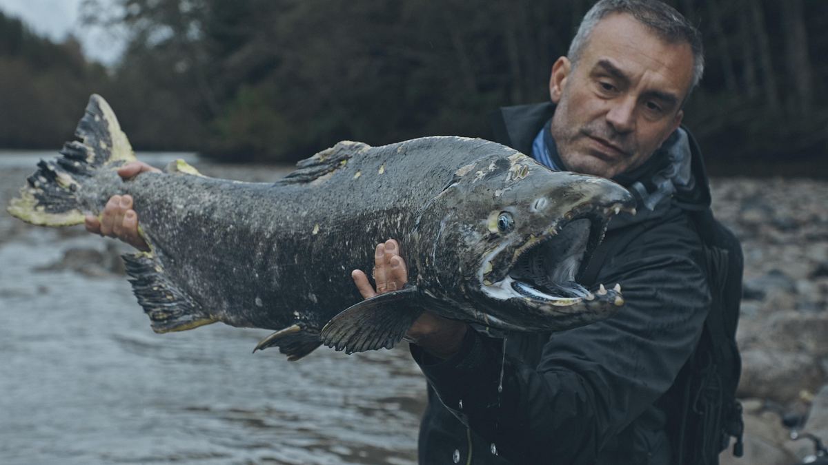 Giganten unter Wasser - Riesenfischen auf der Spur giganten unter wasser - riesenfischen auf der spur