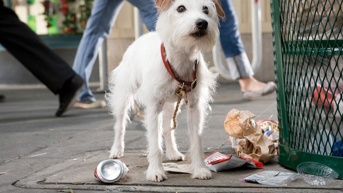 das hundehotel