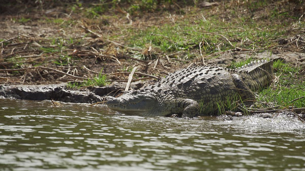 afrikas wilde wunderwelt