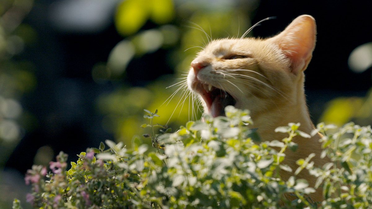 tierisch high