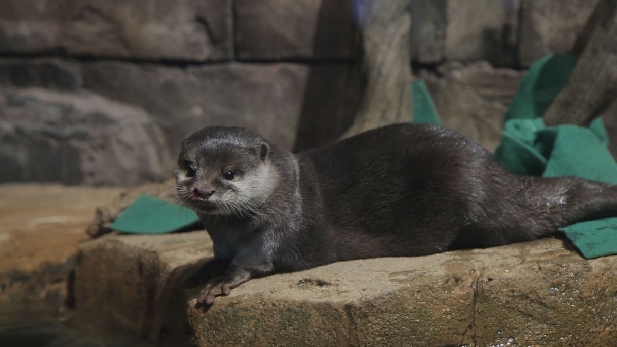 das atlanta-aquarium