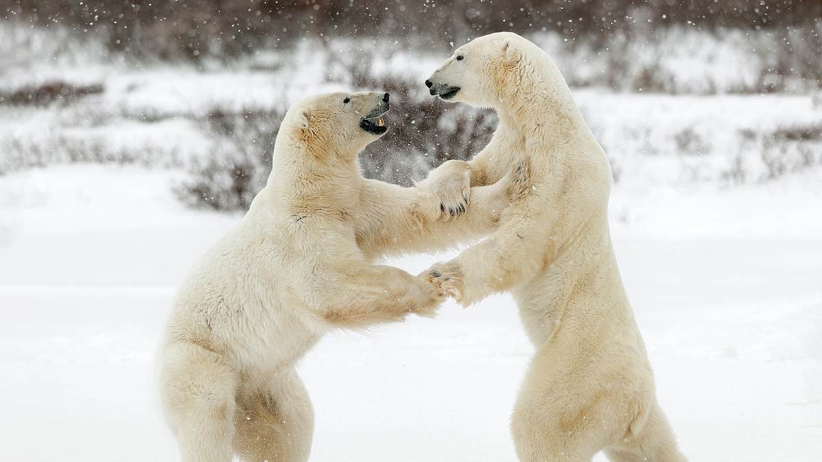 die reise der eisbären