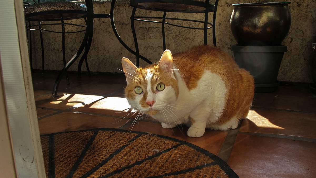 der katzenflüsterer