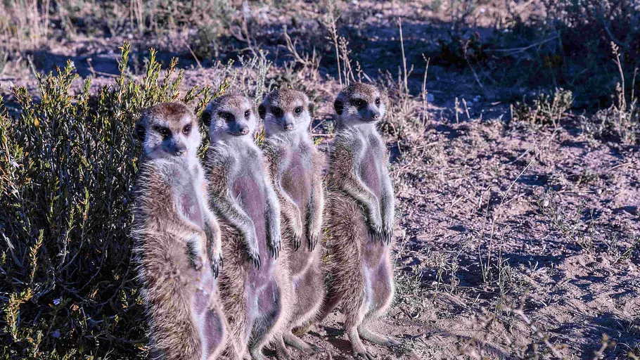 Wildes Afrika wildes afrika