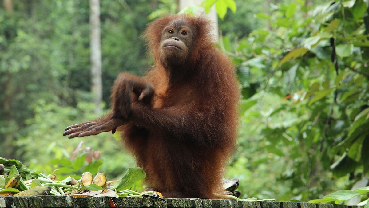 ein waisenhaus für orang-utans