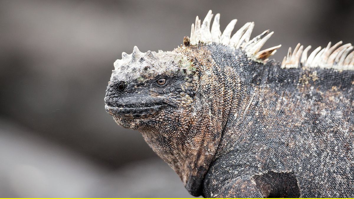 das drachenrätsel - meerechsen auf galapagos