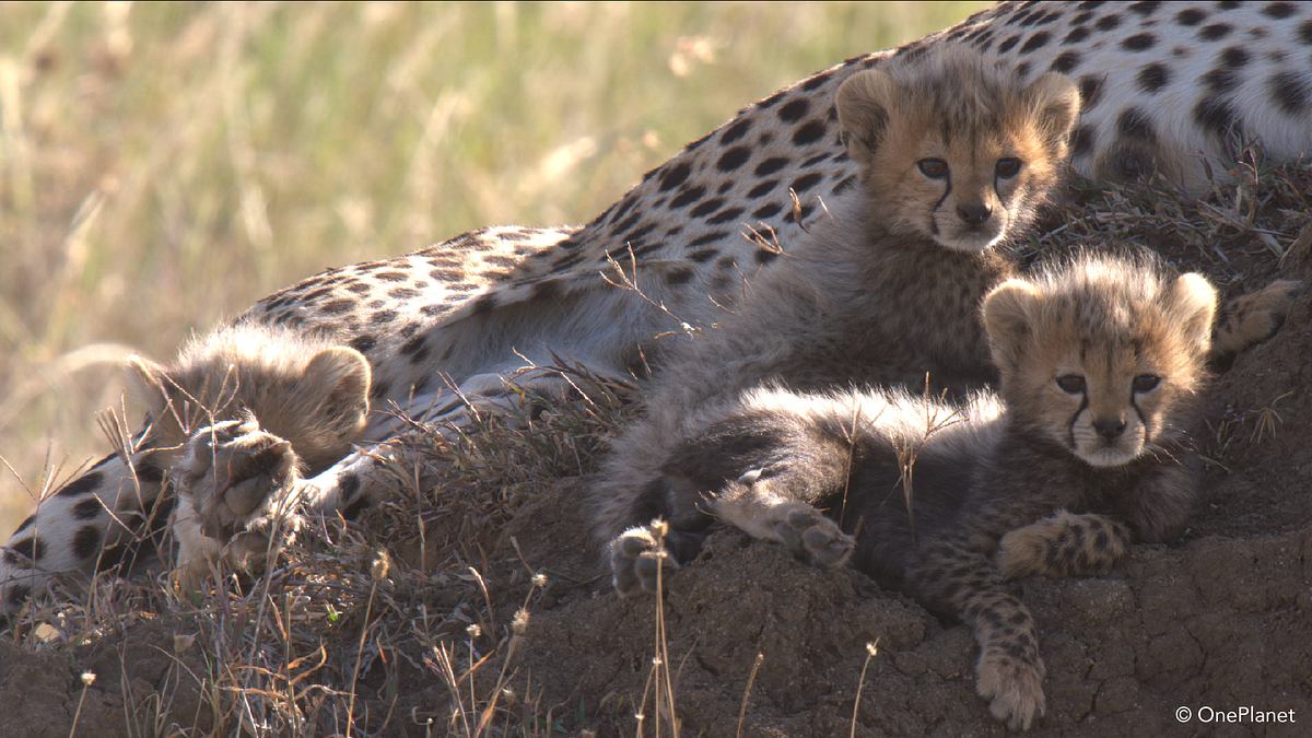 tierbabys in afrika