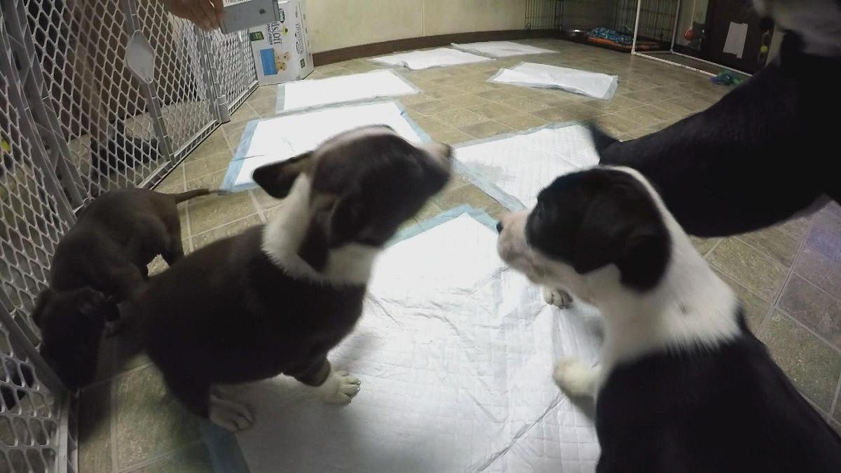 pitbulls auf bewährung