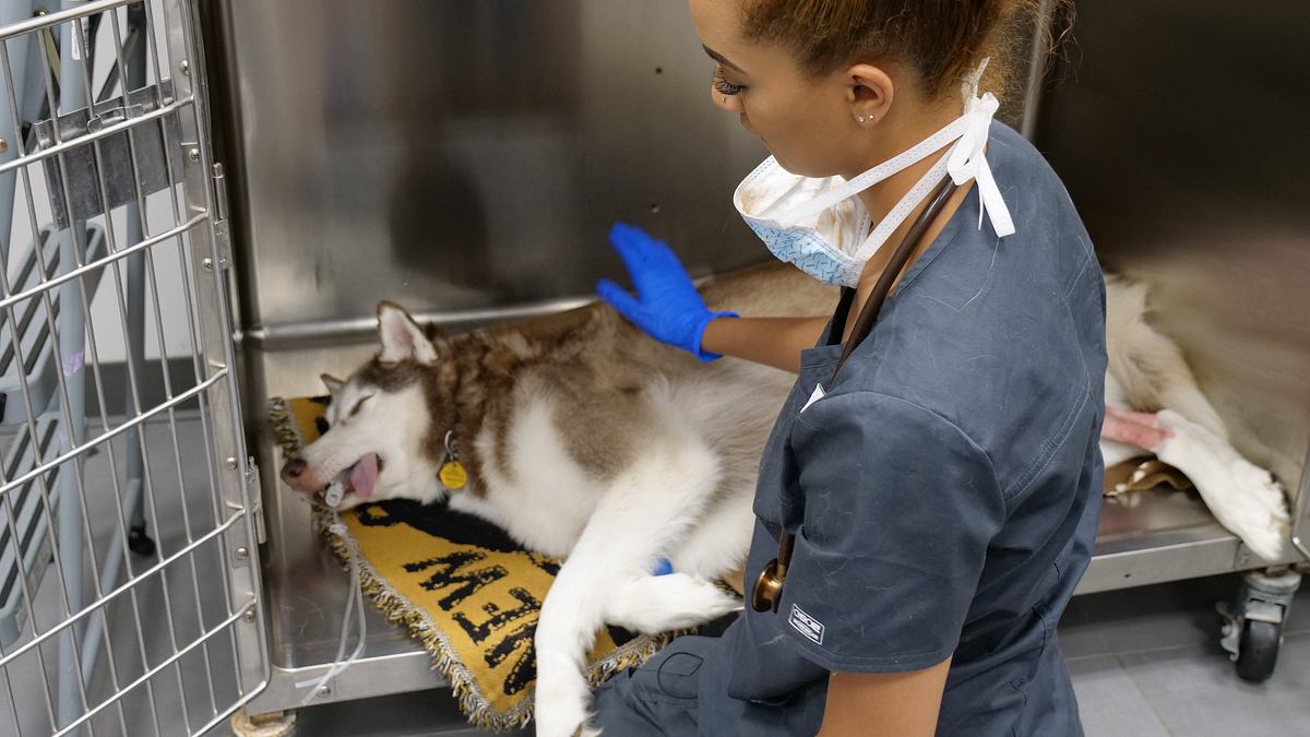 die tierärzte von houston