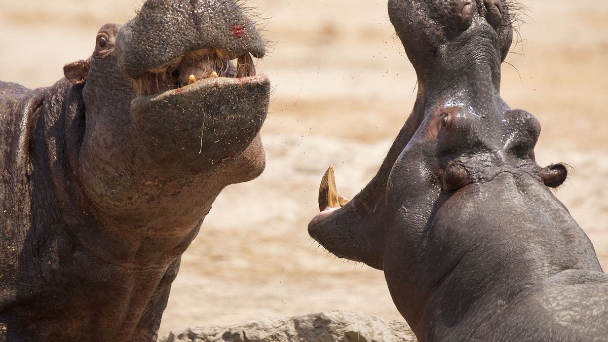 afrikas wilde tierwelt