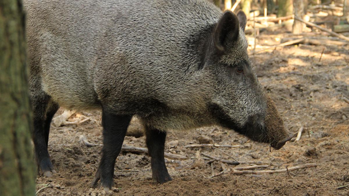 tierische eroberer