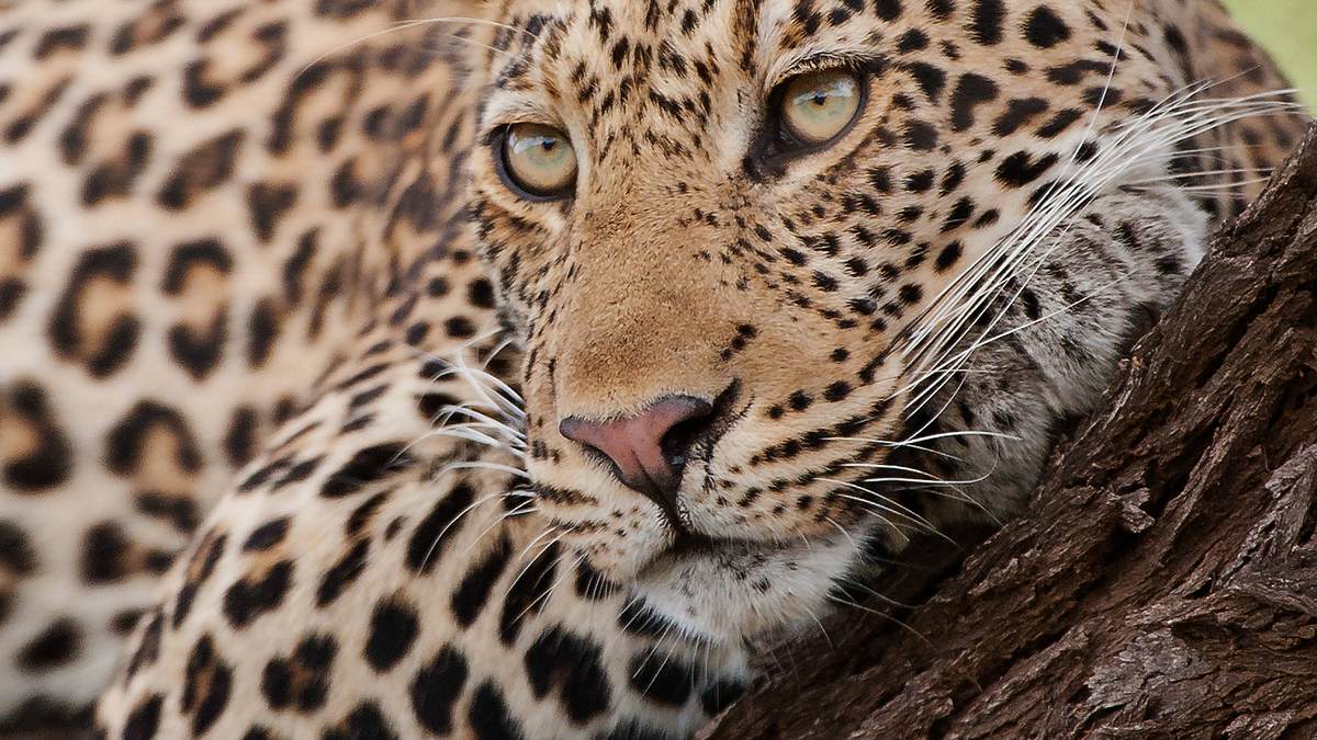 afrikas tödlichste jäger