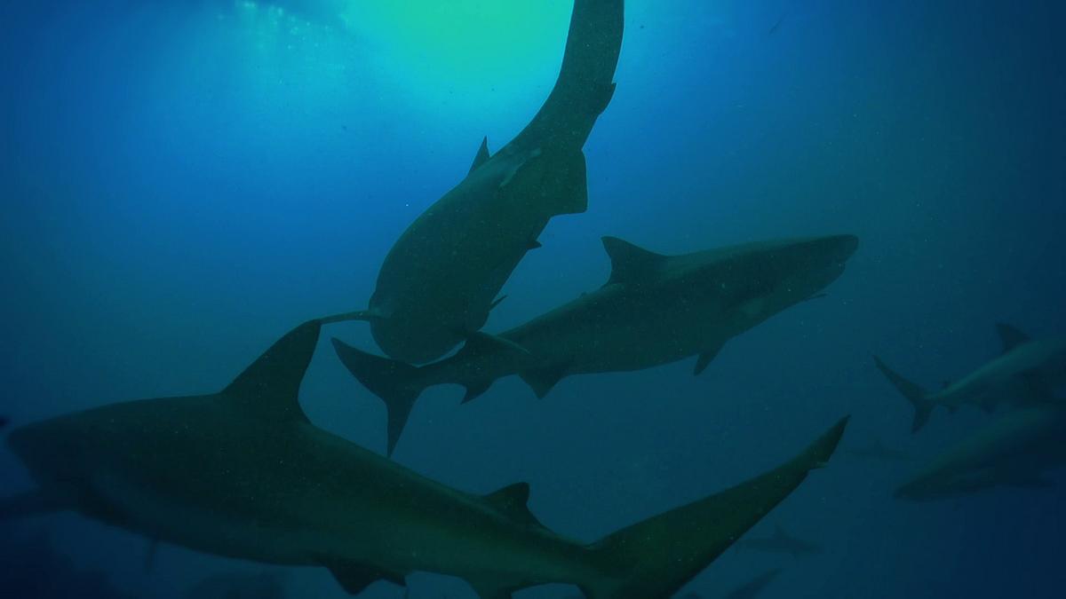 shark terror - verloren auf hoher see
