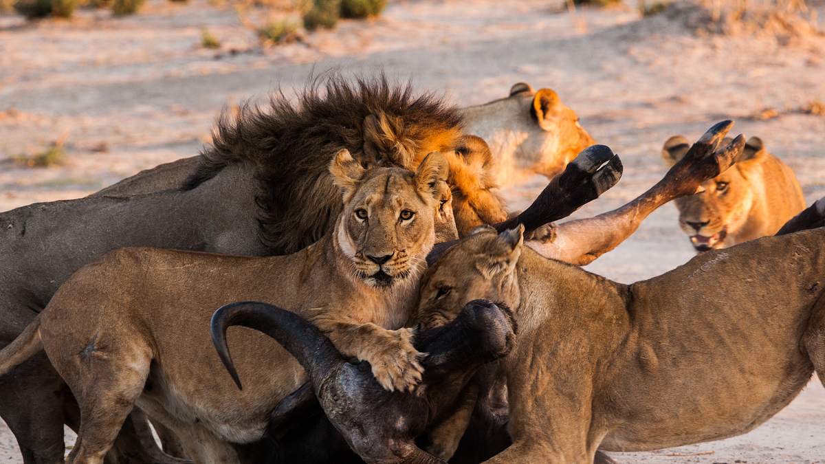 savage kingdom