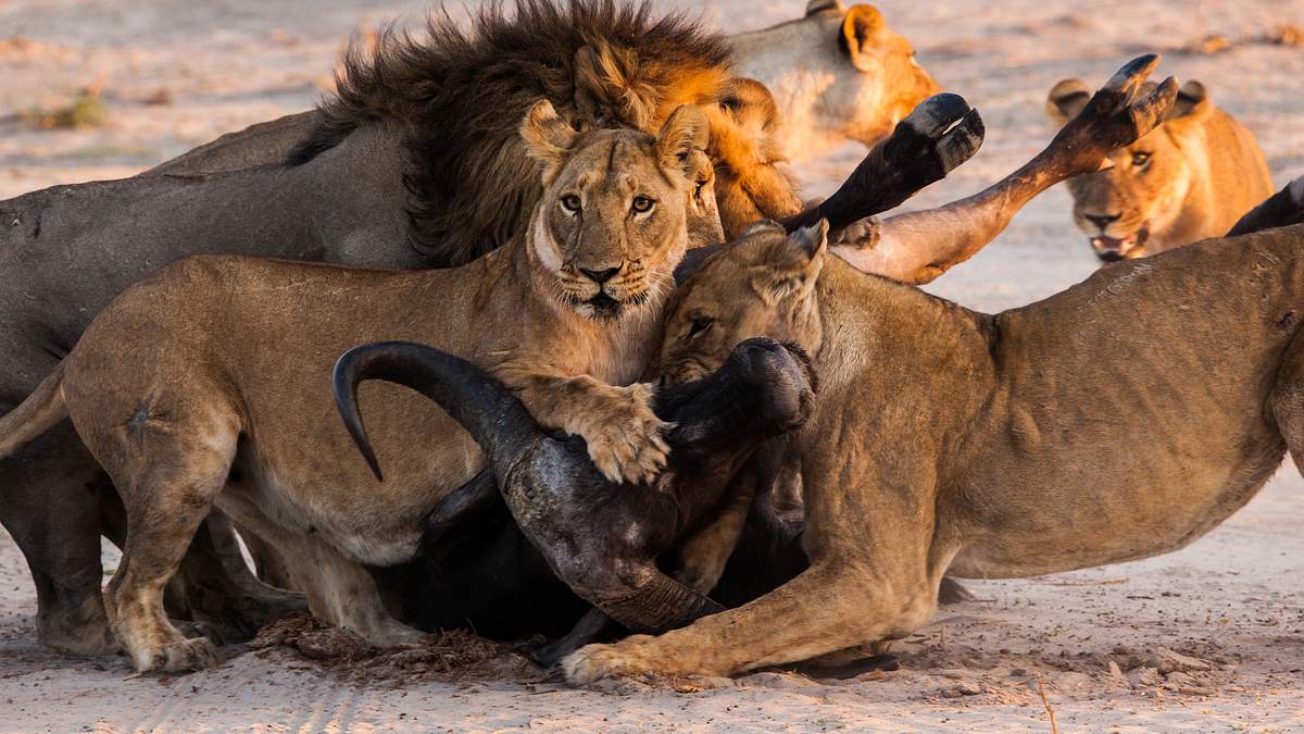 savage kingdom