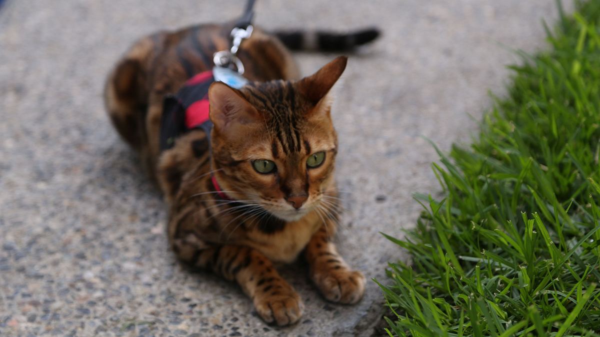 der katzenflüsterer