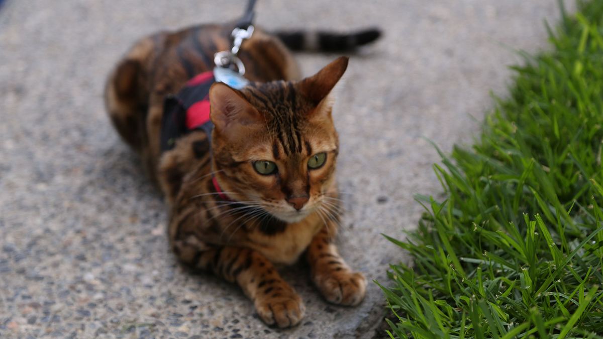Der Katzenflüsterer der katzenflüsterer
