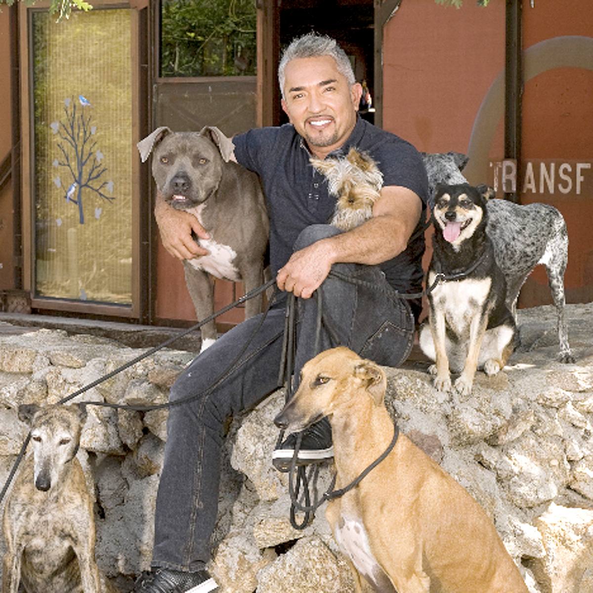 Cesar Millan: Guter Mensch, guter Hund cesar millan: guter mensch, guter hund