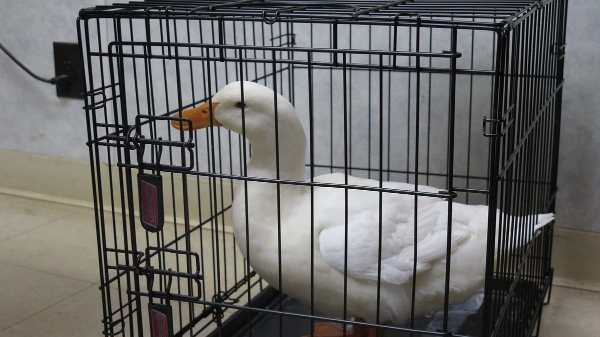 der unglaubliche dr. pol