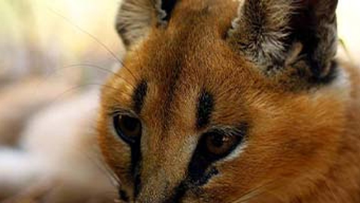 das waisenhaus für wilde tiere - abenteuer afrika