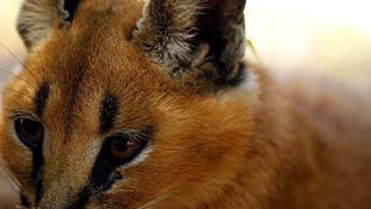 das waisenhaus für wilde tiere - abenteuer afrika
