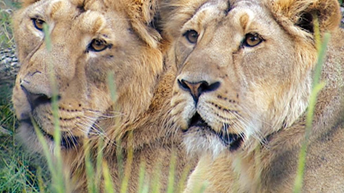 der globale zoo