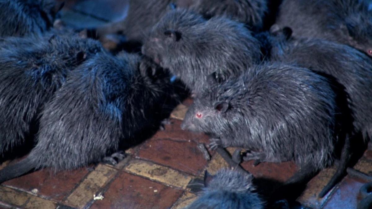 The Riffs III - Die Ratten von Manhattan The Riffs III - Die Ratten von Manhattan