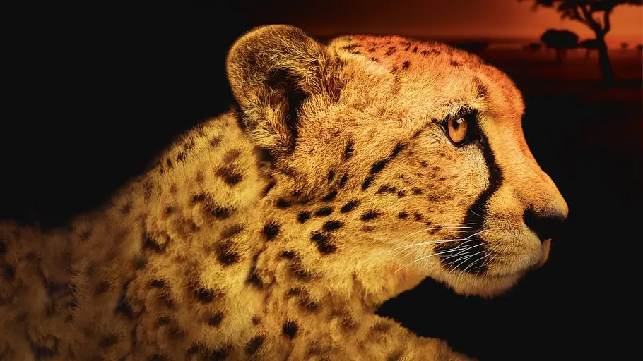 Afrikas tödlichste Jäger Afrikas tödlichste Jäger
