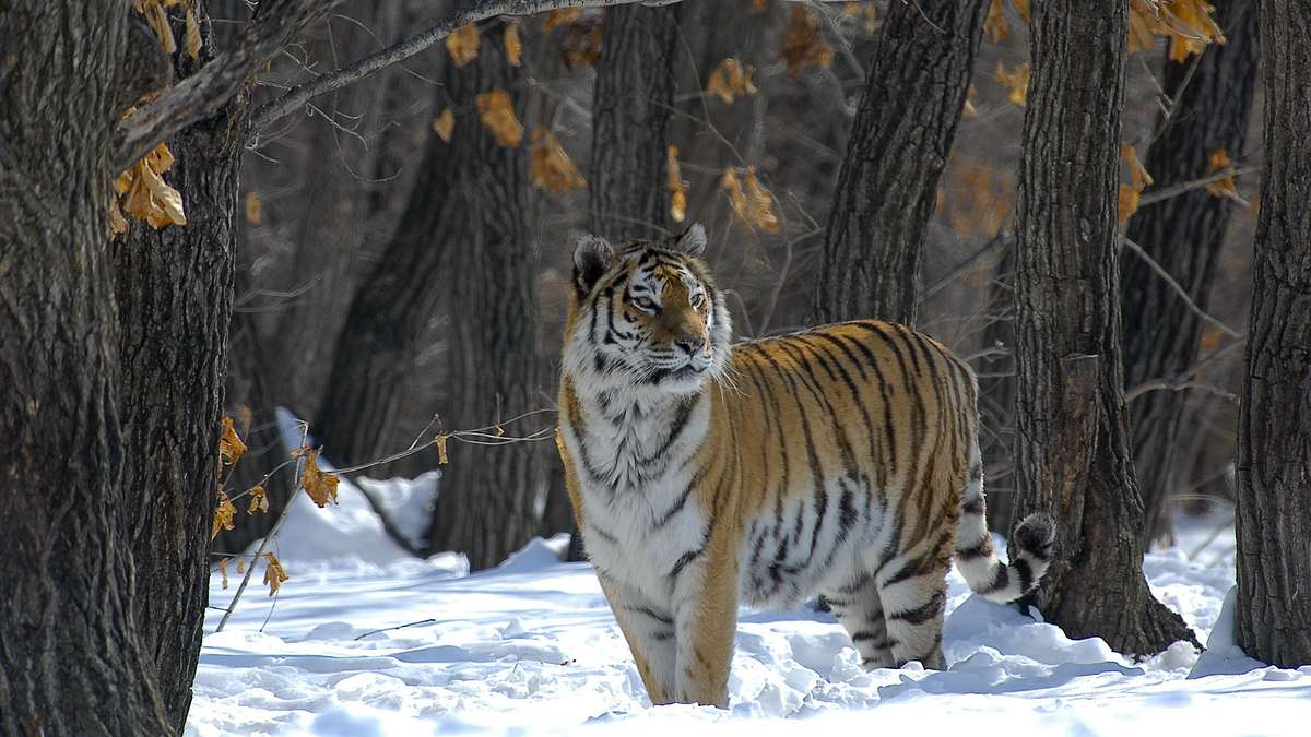 Russland - Im Reich der Tiger, Bären und Vulkane Russland - Im Reich der Tiger, Bären und Vulkane