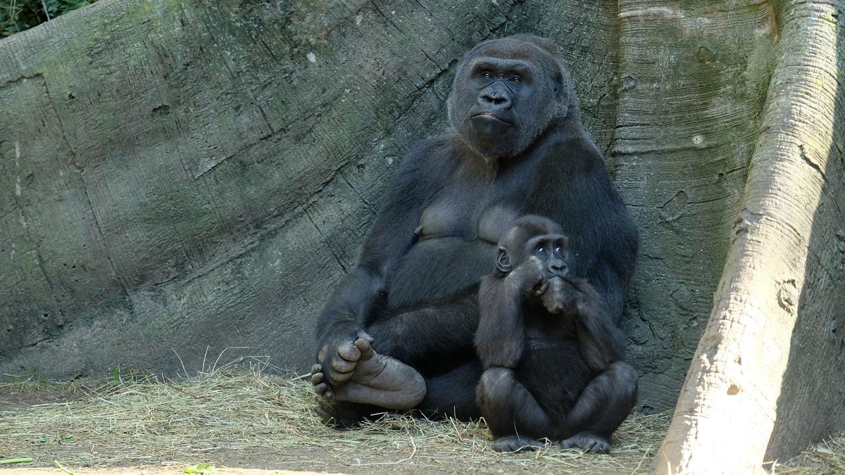 bronx zoo - tierpark der superlative