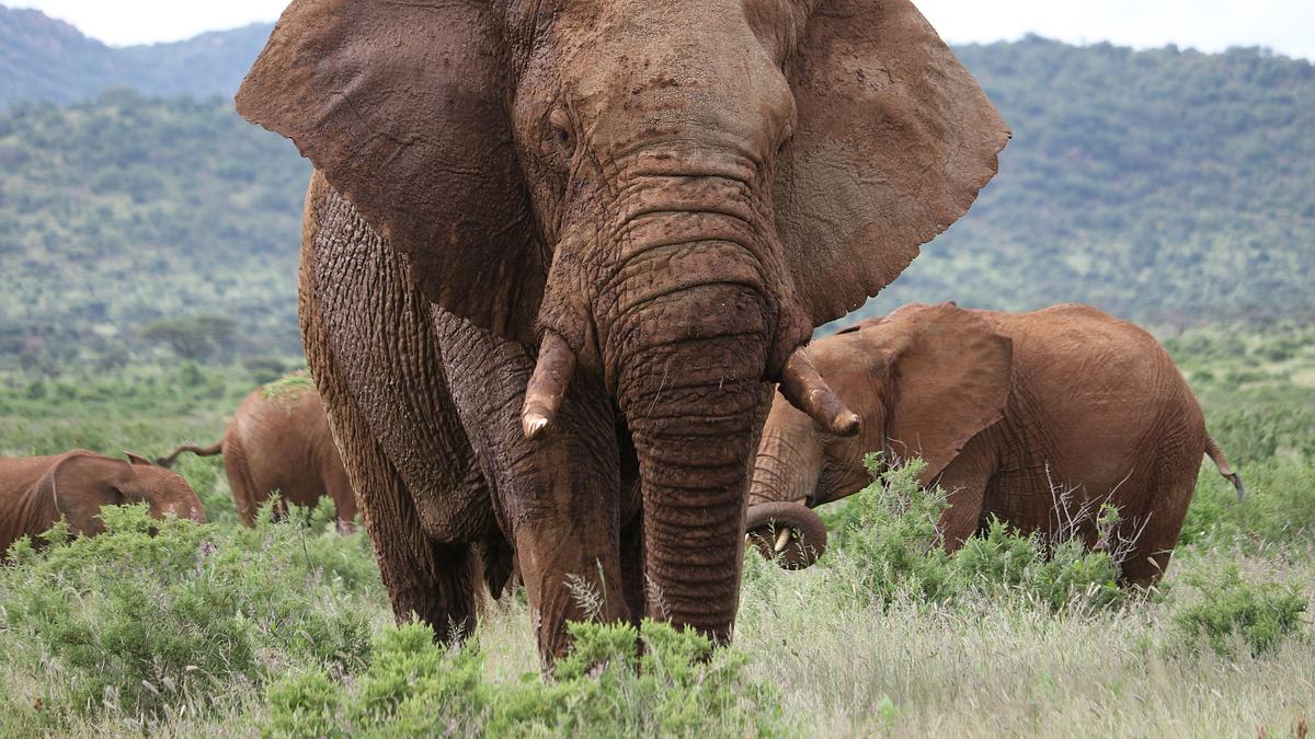 das wunder des lebens: tierbabys