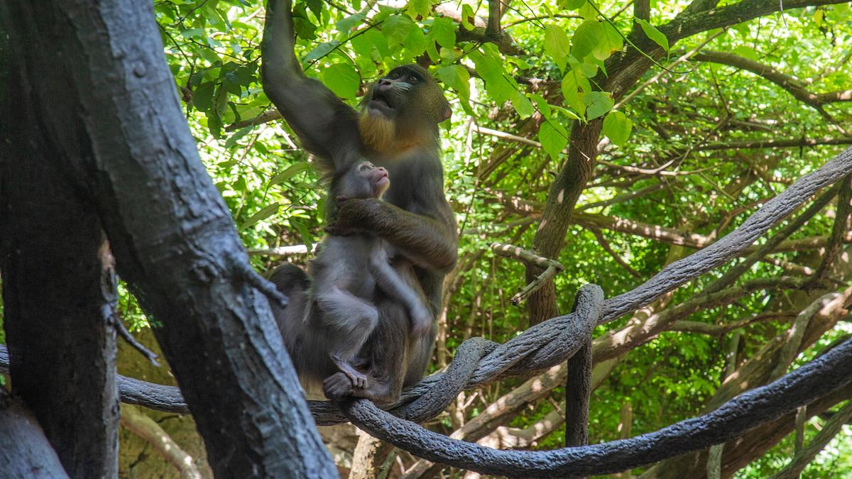 bronx zoo - tierpark der superlative