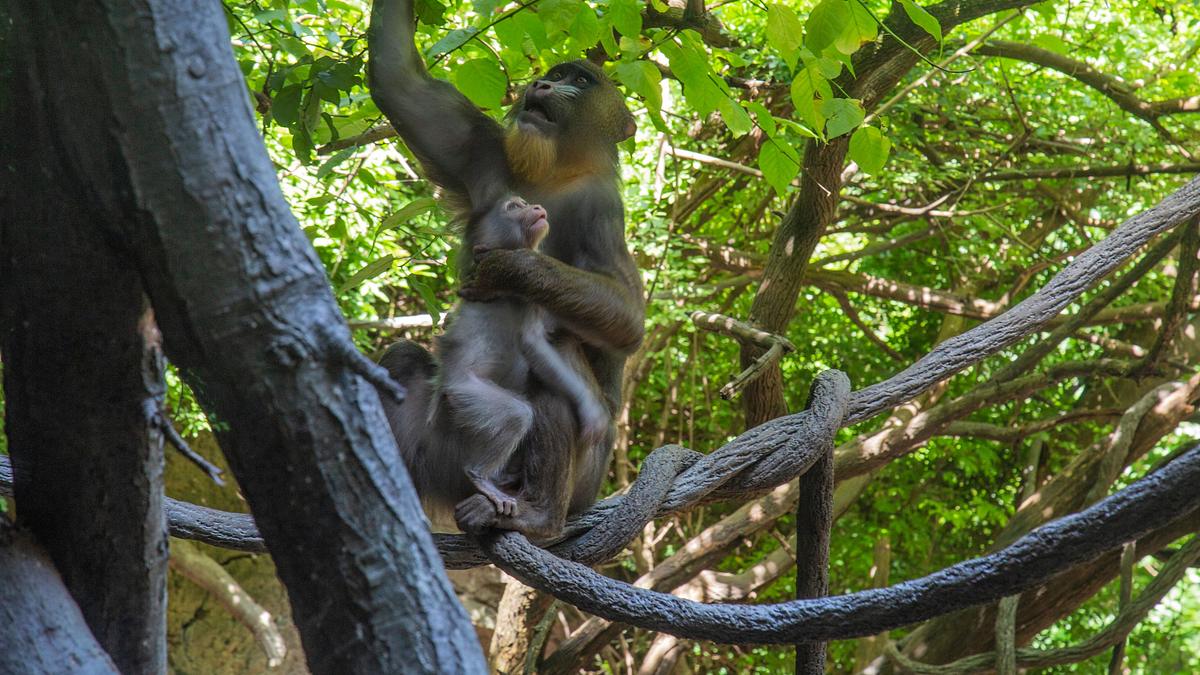 bronx zoo - tierpark der superlative